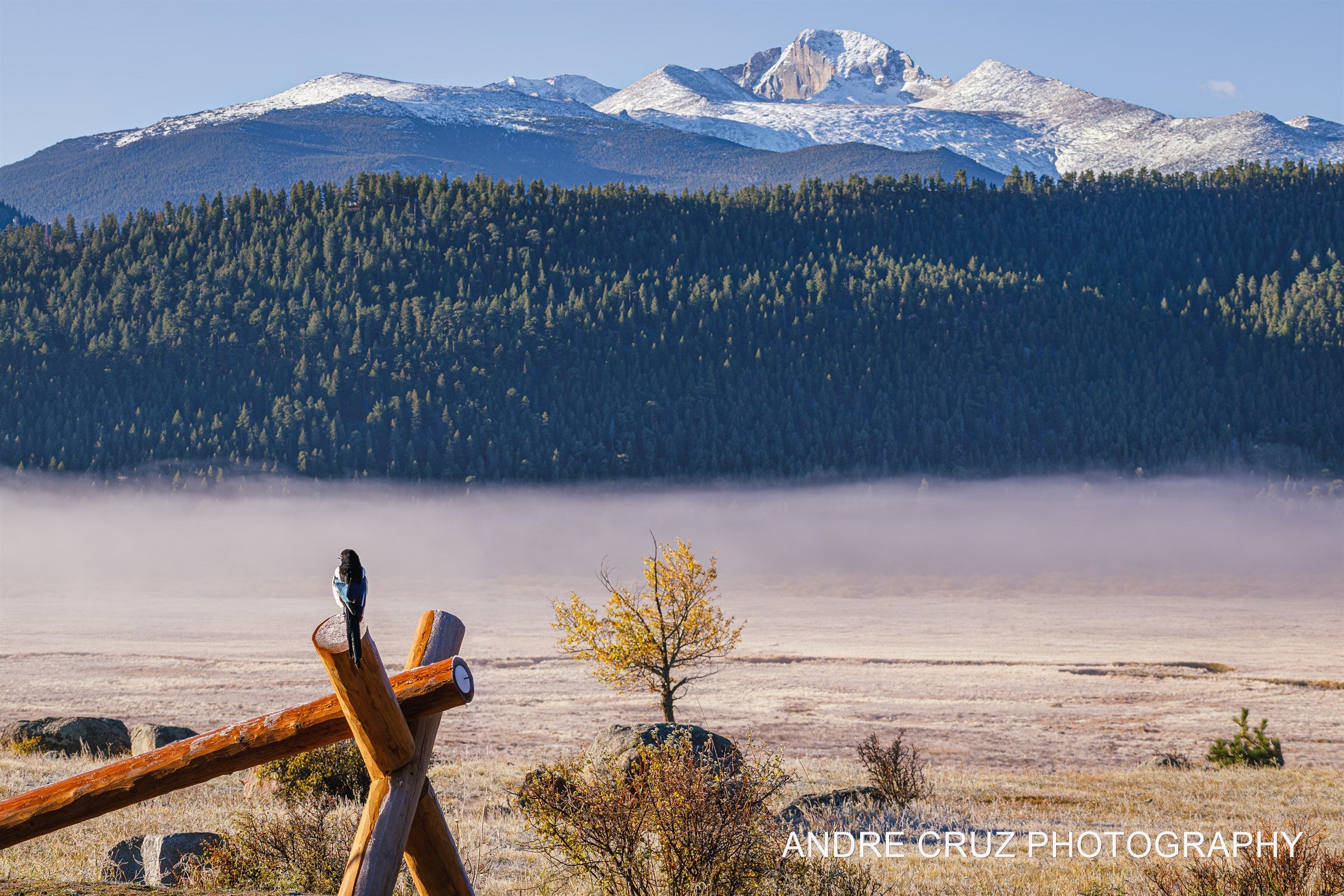 A magpie on a split-rail fence with a golden aspen and mist over the meadow, snow-capped Longs Peak behind