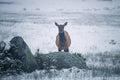Moraine Park IV - Elk and Rock, a single elk behind a snow-dusted boulder, Rocky Mountain National Park