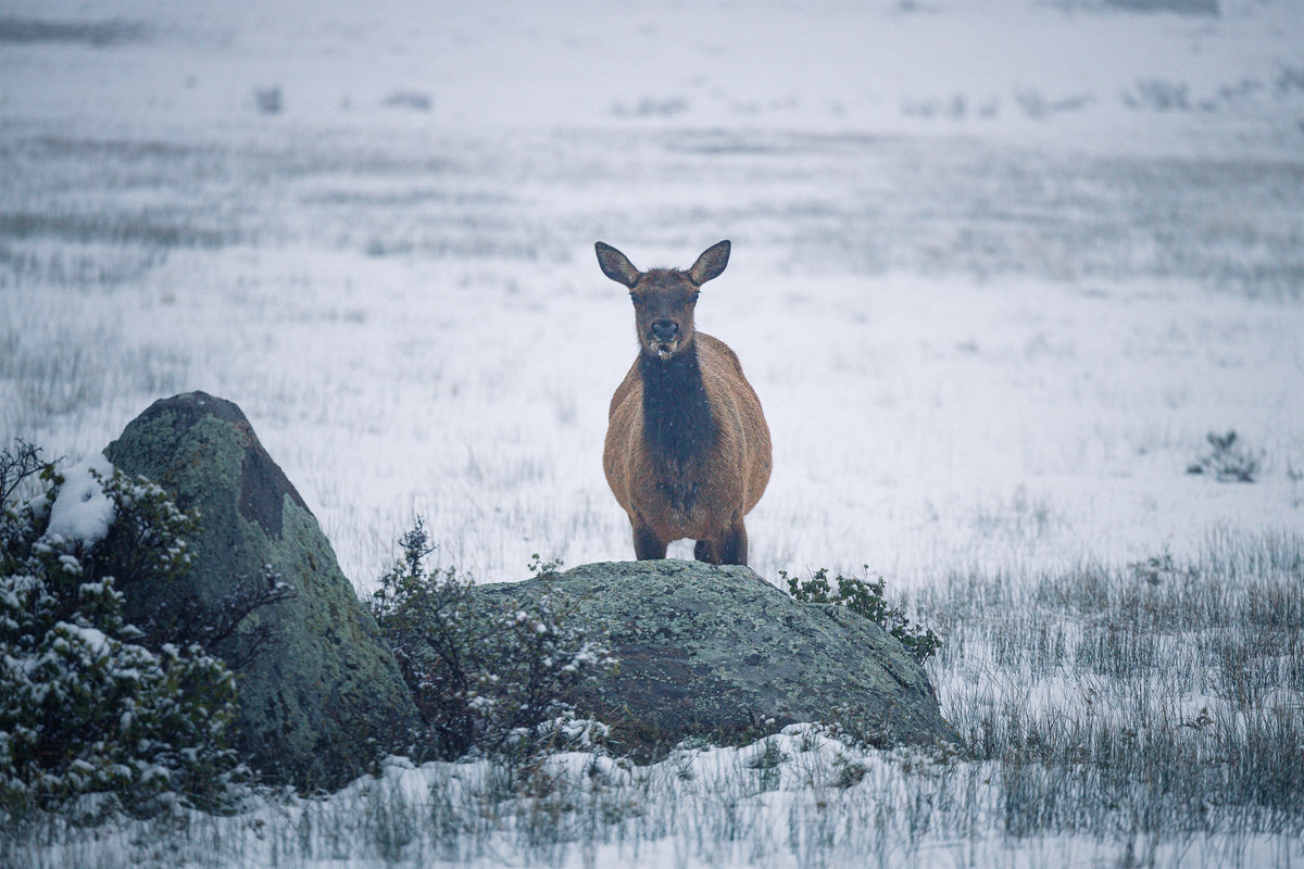 Moraine Park IV - Elk and Rock, a single elk behind a snow-dusted boulder, Rocky Mountain National Park
