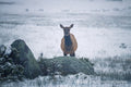 A single elk standing behind a snow-dusted boulder in a frozen meadow