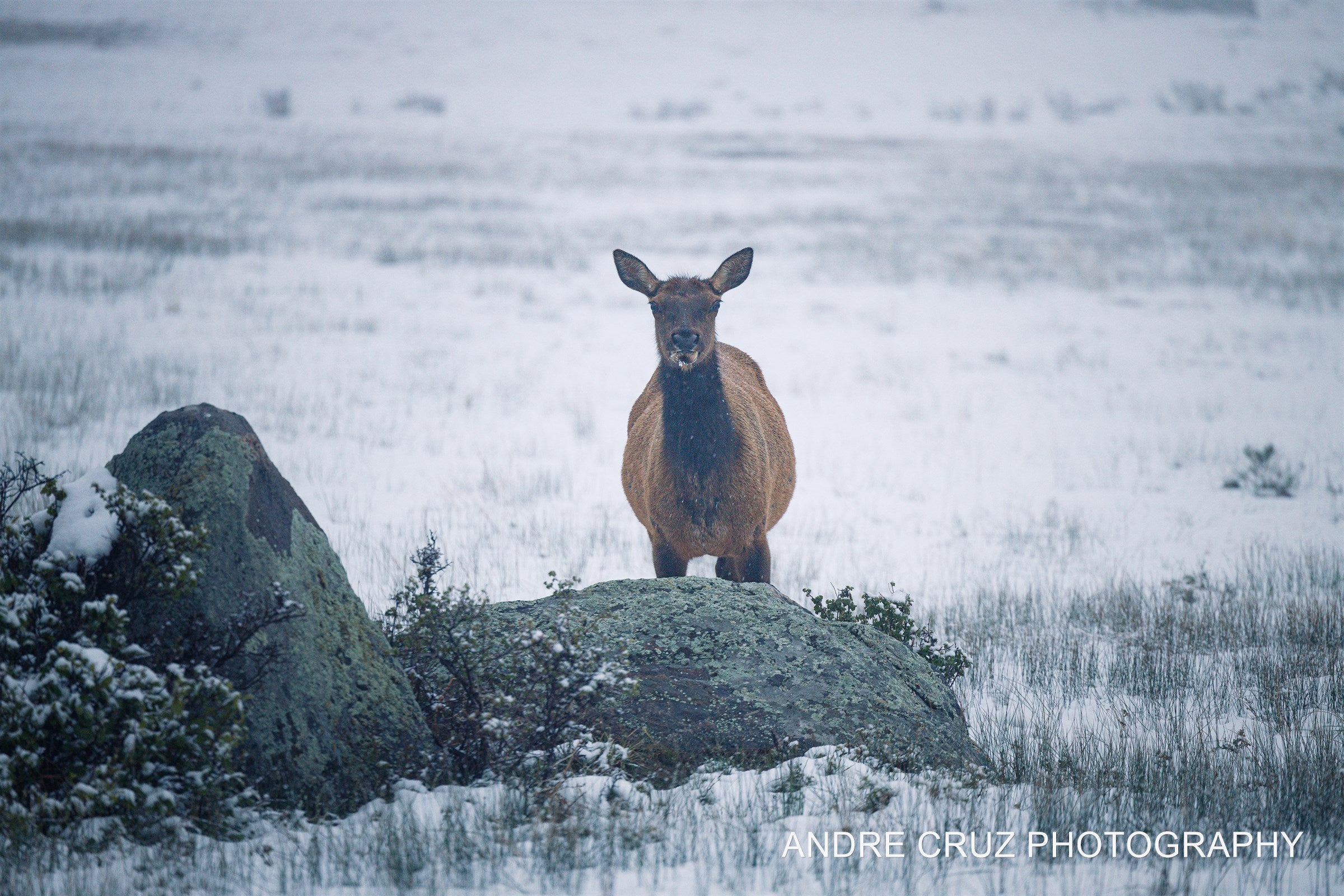 A single elk standing behind a snow-dusted boulder in a frozen meadow