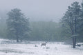 Moraine Park VI - Elk in Snowfall, a single elk crossing a snowed meadow, Rocky Mountain National Park