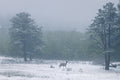 Moraine Park VI — Elk in Snowfall