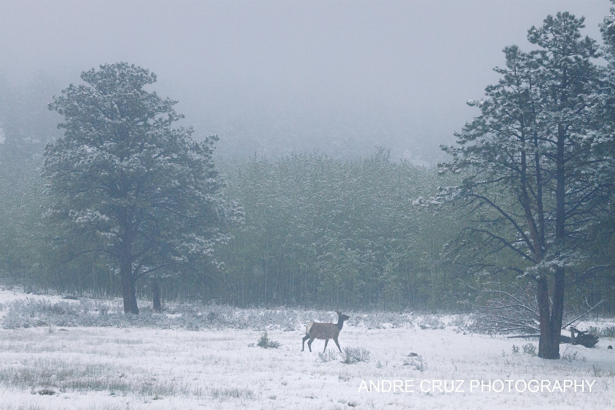 Moraine Park VI — Elk in Snowfall