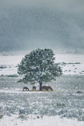 Moraine Park II - Grazing Herd, elk grazing beneath a frost-covered tree, Colorado