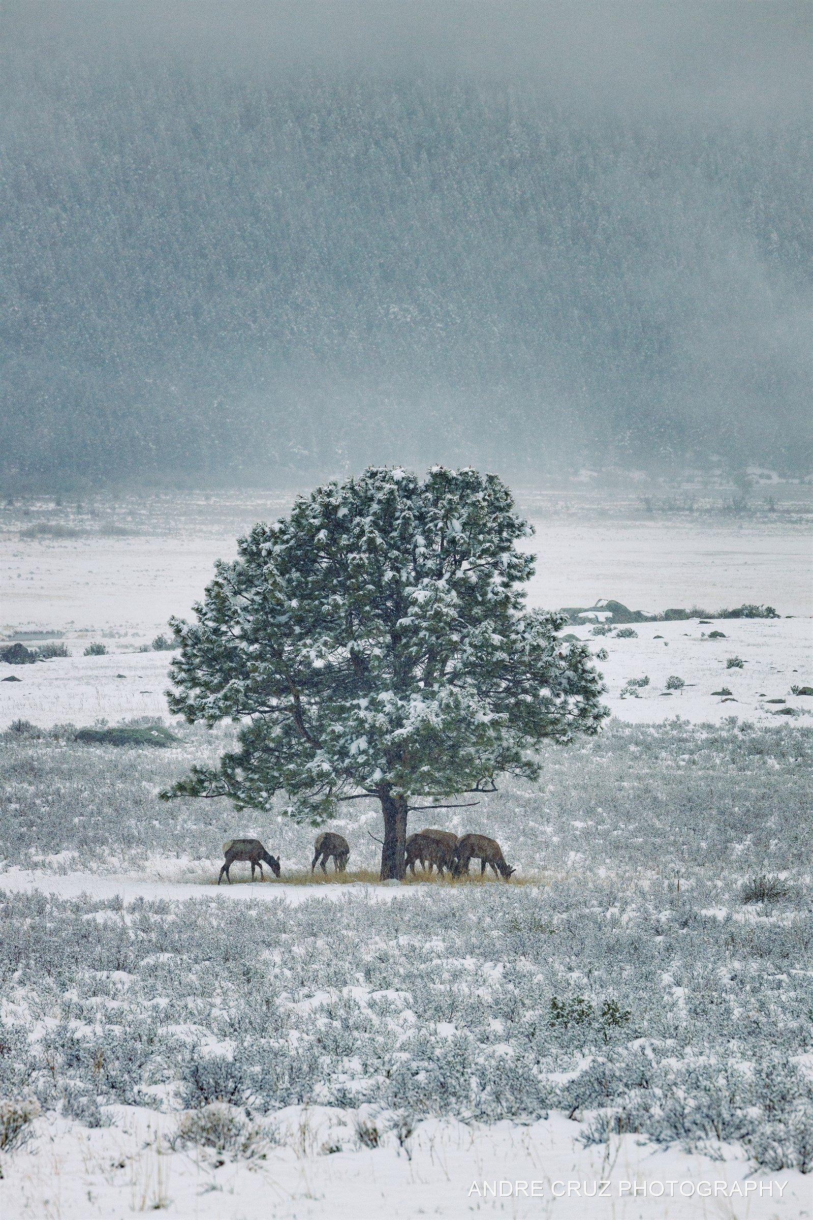 Elk grazing beneath a frost-covered tree in a snowy meadow, Rocky Mountain National Park, Colorado