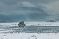 Moraine Park III - Tree and Ridge, a solitary tree below a fog-shrouded ridge, Rocky Mountain National Park
