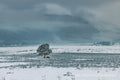 A solitary tree on a snow-covered plain below a fog-shrouded ridge, Rocky Mountain National Park