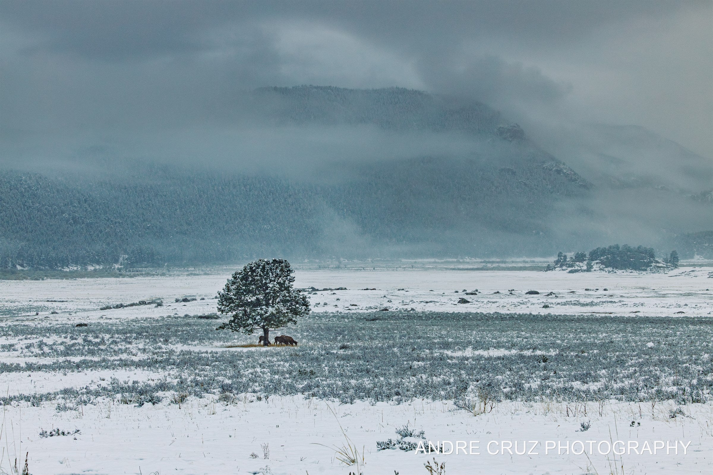 A solitary tree on a snow-covered plain below a fog-shrouded ridge, Rocky Mountain National Park