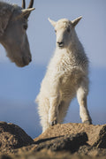 Mountain Goat Kid standing on rock, the nanny watching from the left, Colorado