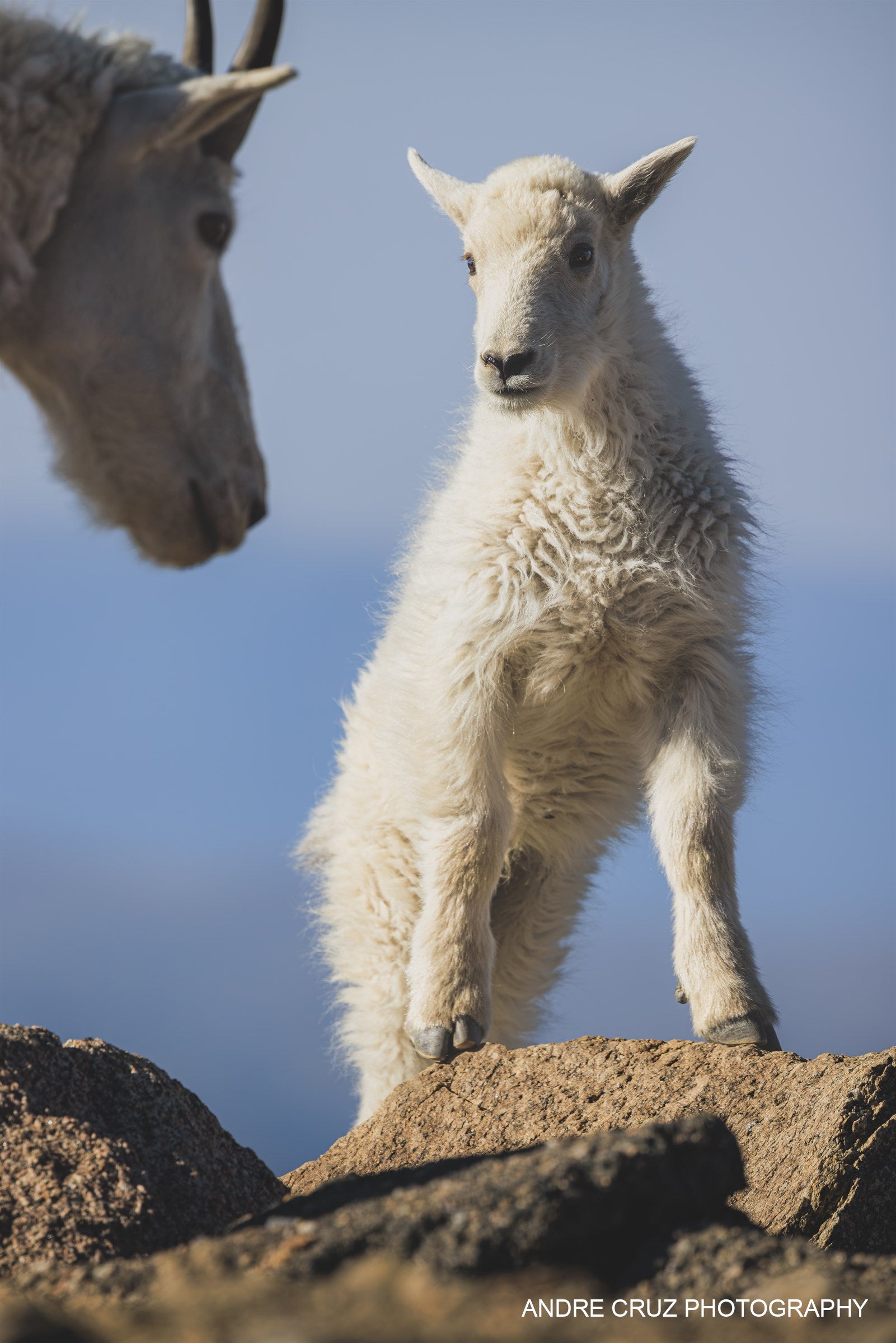 Mountain Goat Kid