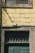 A pigeon on overhead wires above a green door numbered 58 on a yellow wall in Portugal