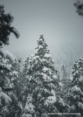 Snow-covered evergreen boughs filling the frame in soft winter light, Colorado