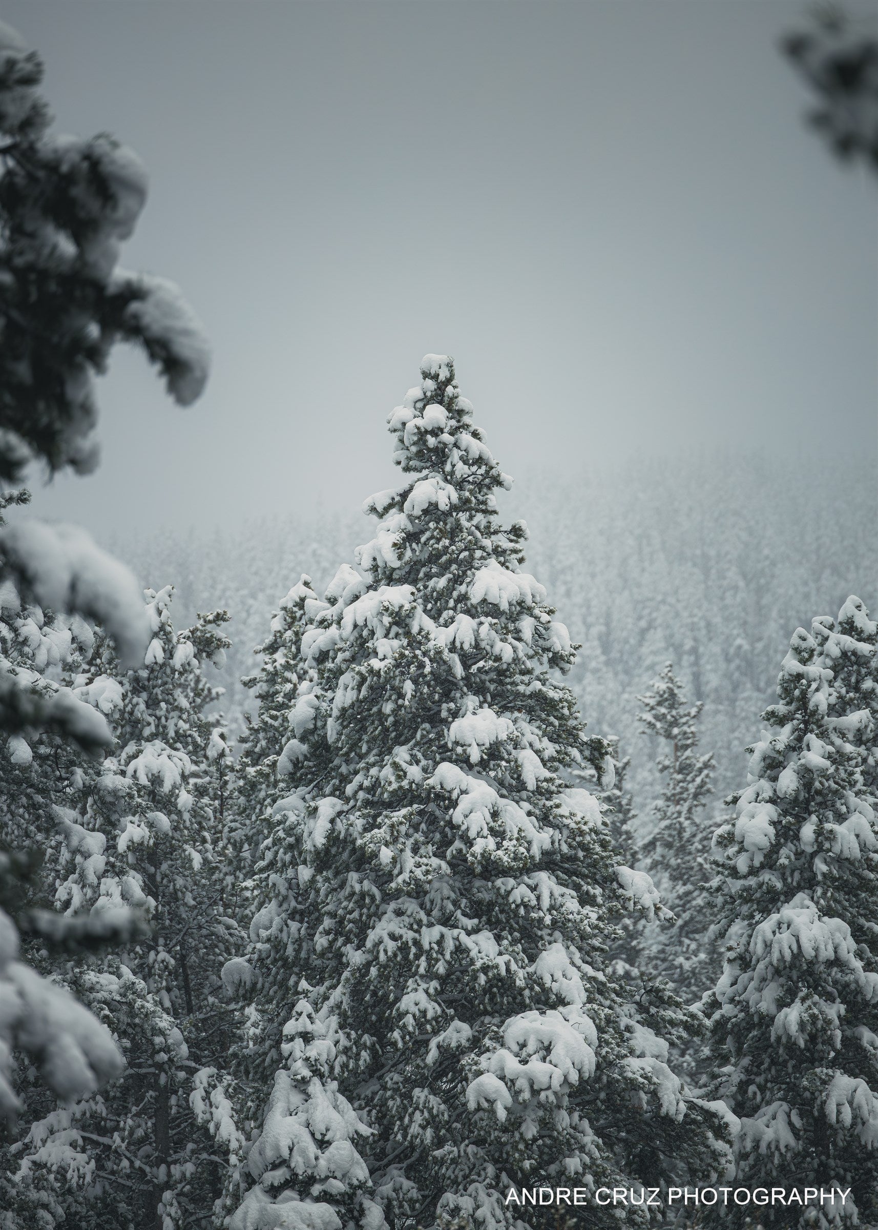 Snow-covered evergreen boughs filling the frame in soft winter light, Colorado
