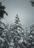 Winter Silence V - Boughs, snow-covered evergreen boughs filling the frame, Colorado