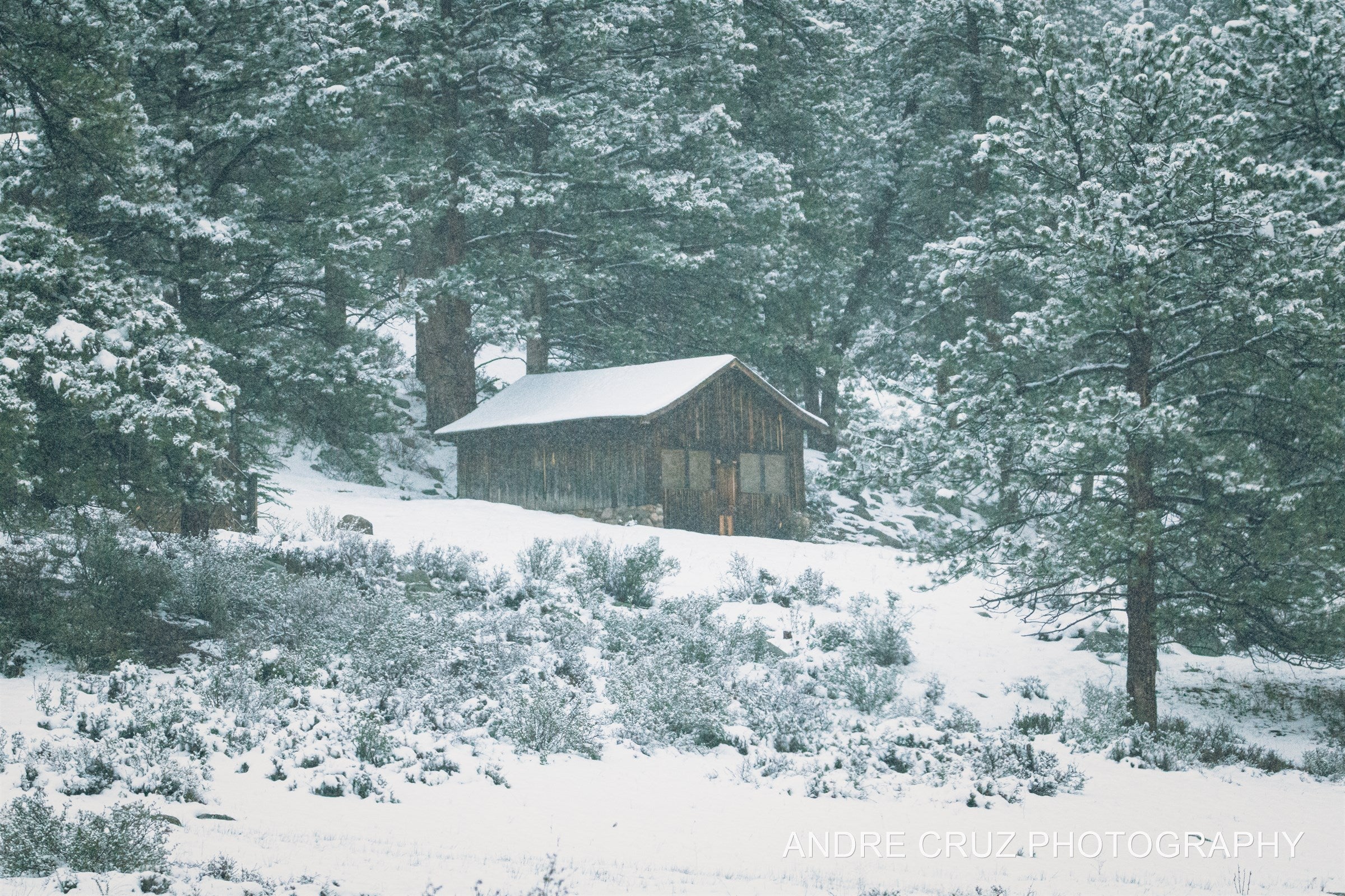 A small cabin among snow-covered trees after fresh snowfall, Colorado