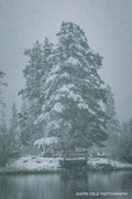 A large snow-laden pine tree beside a lake during heavy snowfall, Colorado