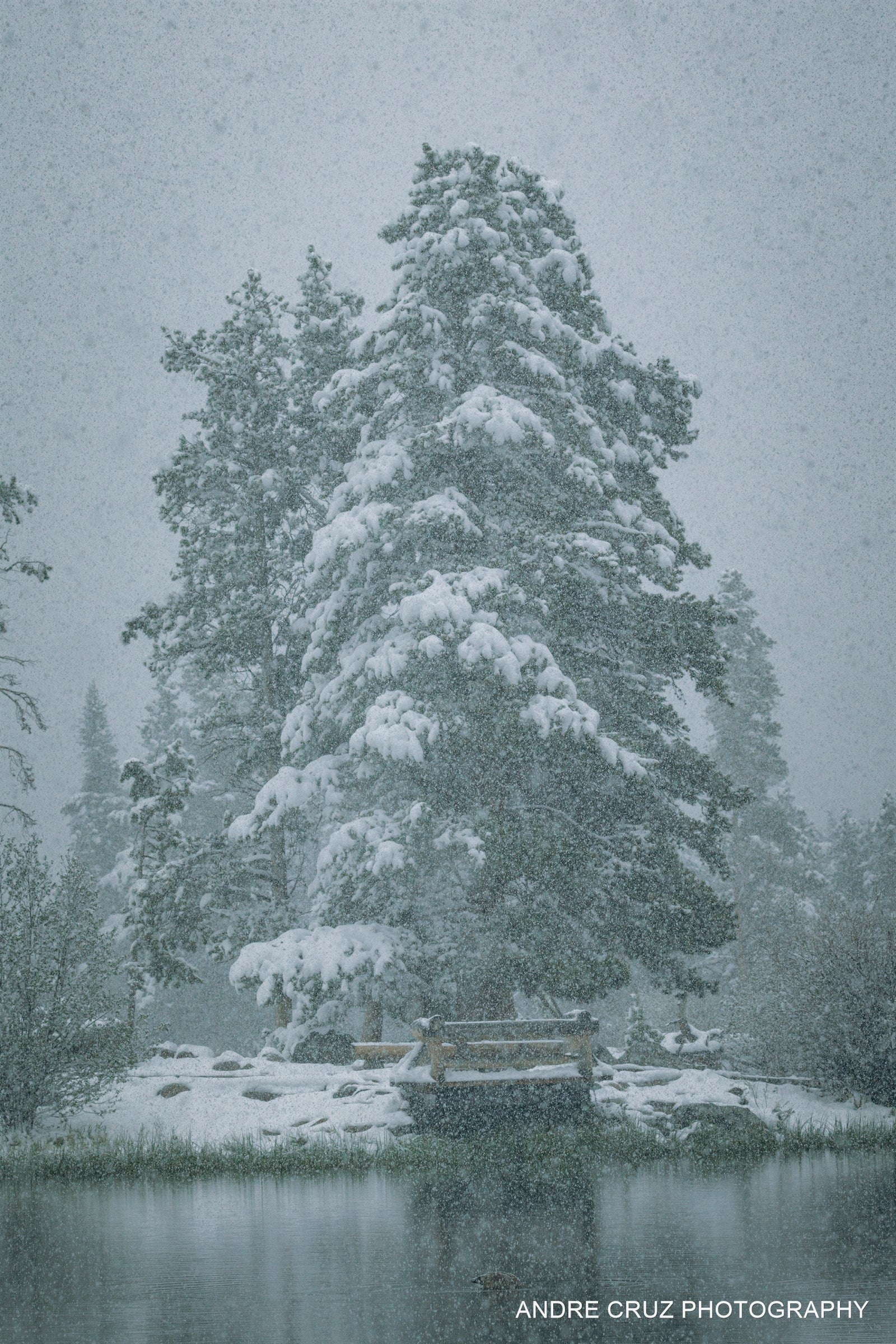 A large snow-laden pine tree beside a lake during heavy snowfall, Colorado