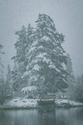 Winter Silence III - Standing Pine, a snow-laden pine beside a lake in heavy snowfall, Colorado