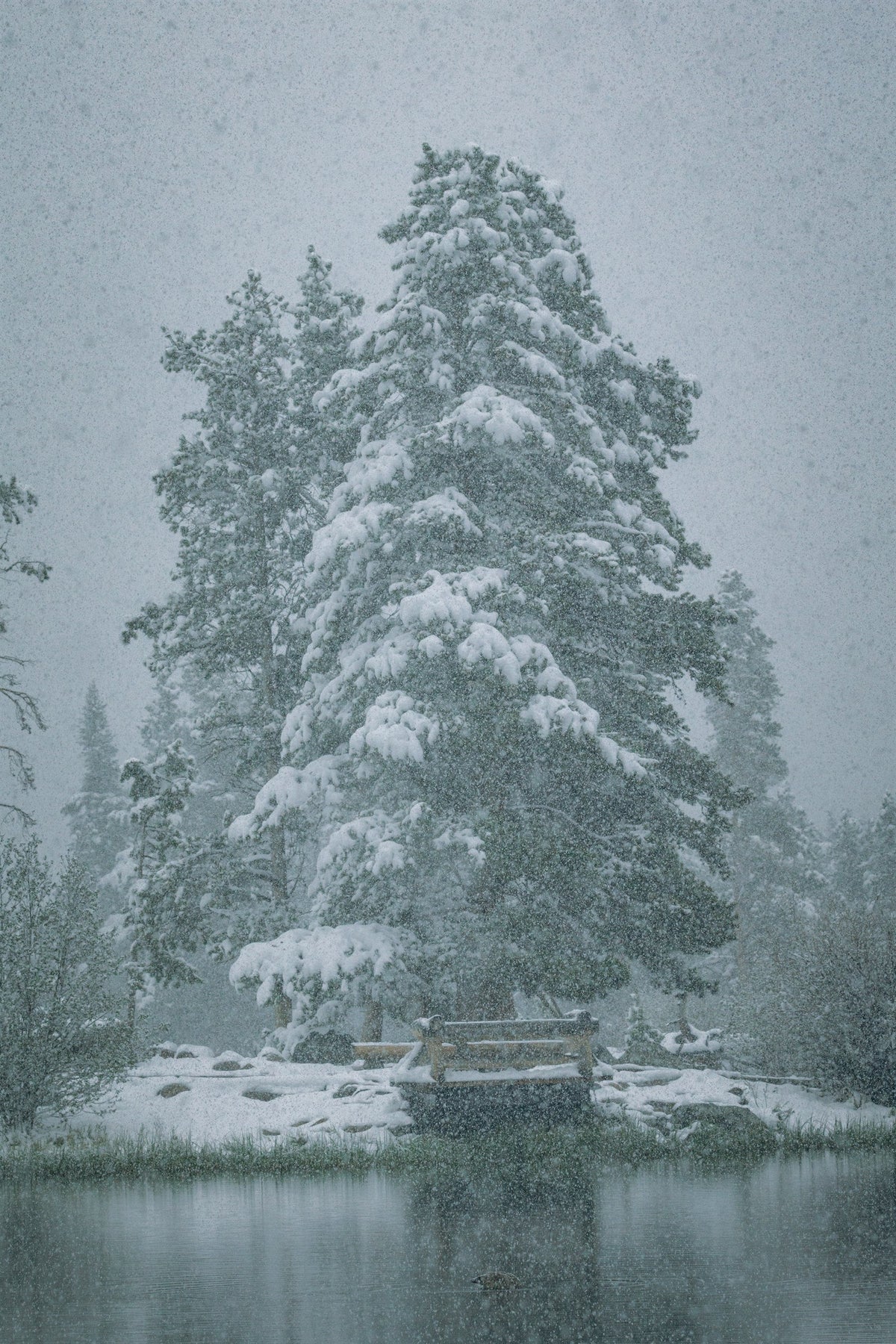 Winter Silence III - Standing Pine, a snow-laden pine beside a lake in heavy snowfall, Colorado