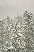 Snow-covered evergreens in falling snow, high-key white and green winter scene, Colorado