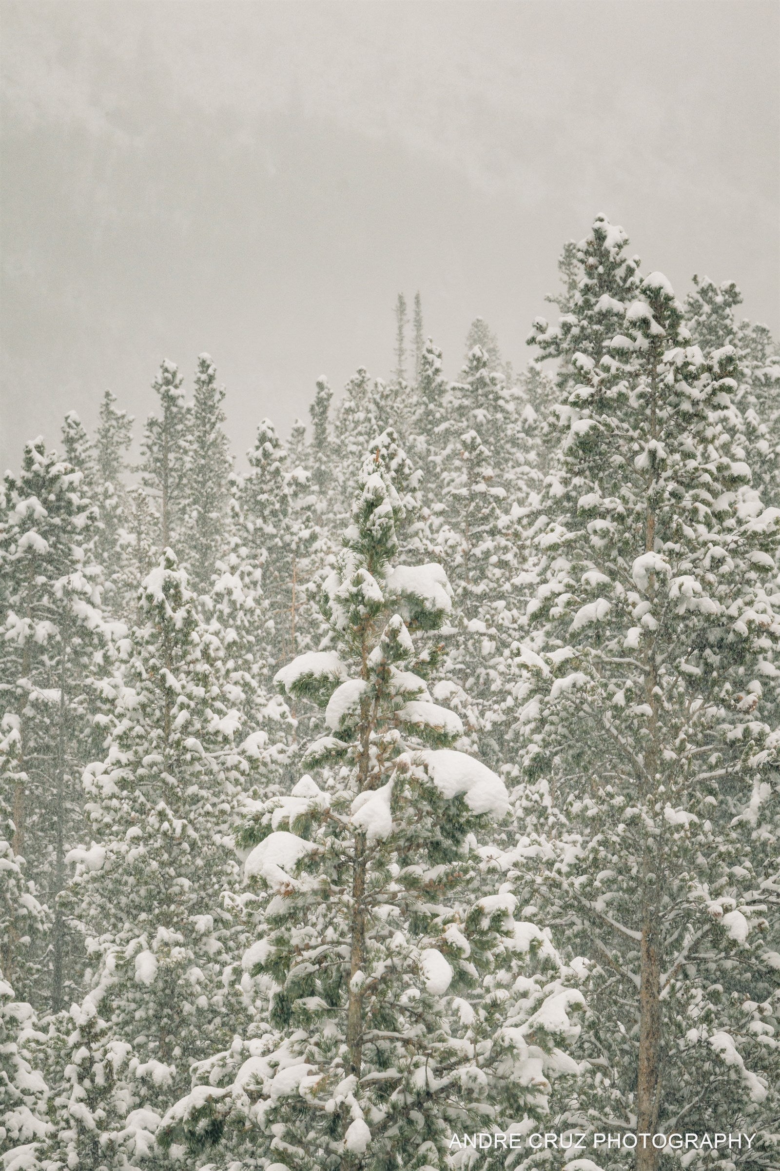 Snow-covered evergreens in falling snow, high-key white and green winter scene, Colorado