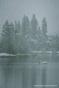 A single swan on still water below snow-covered pines in falling snow, Colorado