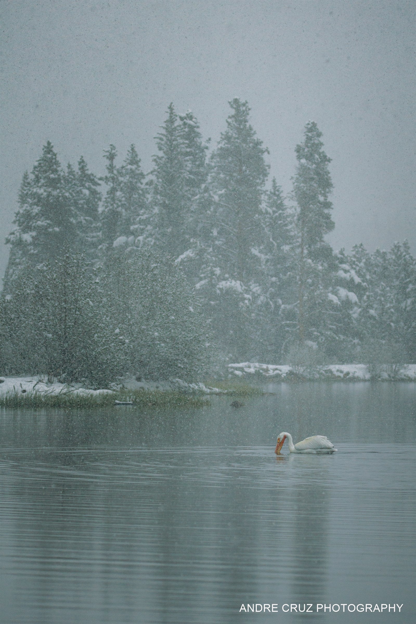 A single swan on still water below snow-covered pines in falling snow, Colorado