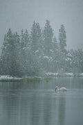 Winter Silence II - The Swan, a single swan on still water below snow-covered pines, Colorado