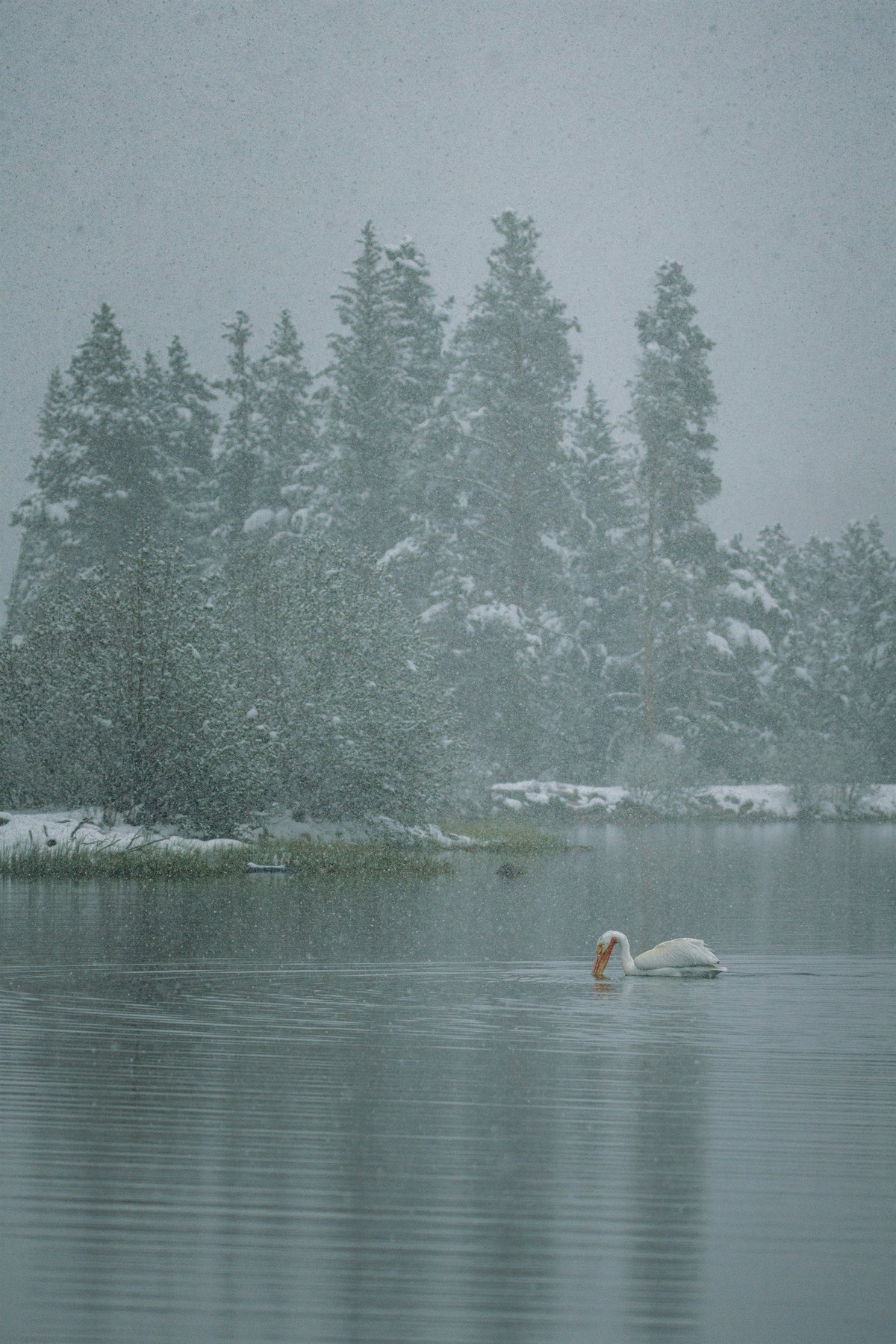 Winter Silence II - The Swan, a single swan on still water below snow-covered pines, Colorado